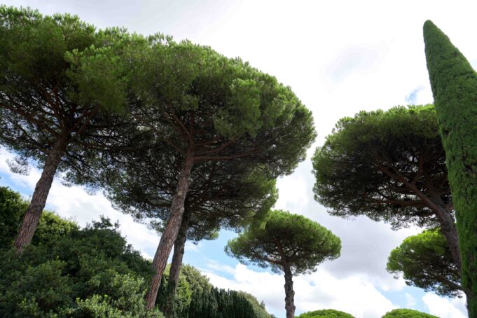 View from the treehouse: Accompanying Dad on his final journey demonstrates everlasting value of family, hospice — Barb Arland-Fye