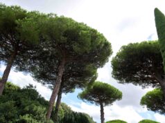 View from the treehouse: Accompanying Dad on his final journey demonstrates everlasting value of family, hospice — Barb Arland-Fye