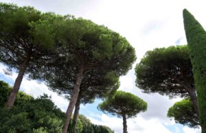 View from the treehouse: Accompanying Dad on his final journey demonstrates everlasting value of family, hospice — Barb Arland-Fye