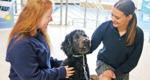 Therapy dog Hattie Mae brings comfort, calm to students at Helias Catholic High School: ‘They all get some joy’