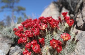 Go in prayer to the gardens that featured in Jesus’ life and death — Effie Caldarola