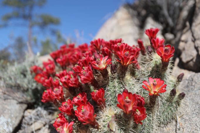 Go in prayer to the gardens that featured in Jesus’ life and death — Effie Caldarola