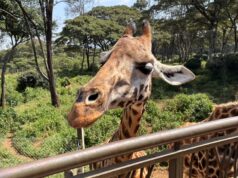 Kulp in Kenya blog: Mass in Nairobi, Karen Blixen Museum, giraffe feeding among the highlights of final day — Photo gallery