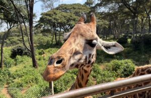 Kulp in Kenya blog: Mass in Nairobi, Karen Blixen Museum, giraffe feeding among the highlights of final day — Photo gallery