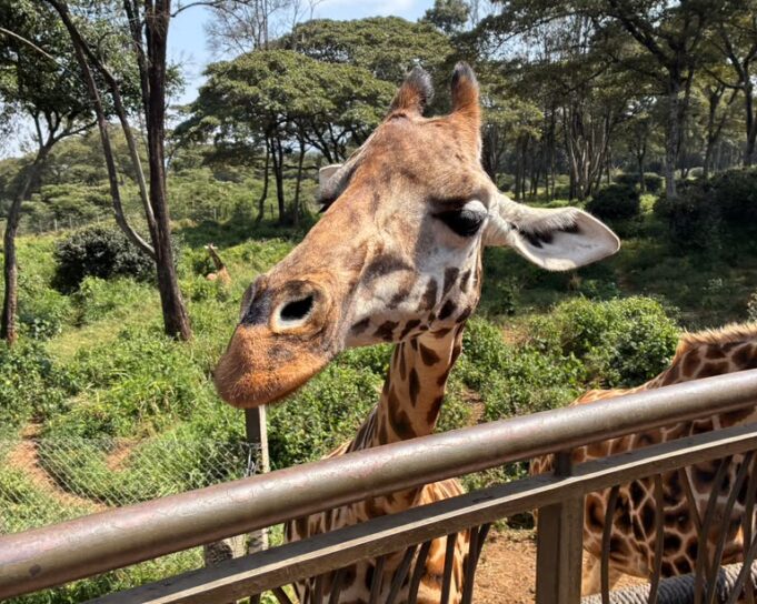Kulp in Kenya blog: Mass in Nairobi, Karen Blixen Museum, giraffe feeding among the highlights of final day — Photo gallery